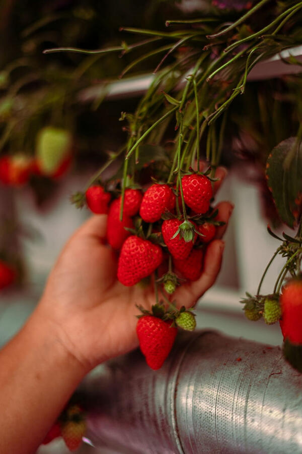 Air distribution and temperature control system in vertical farming