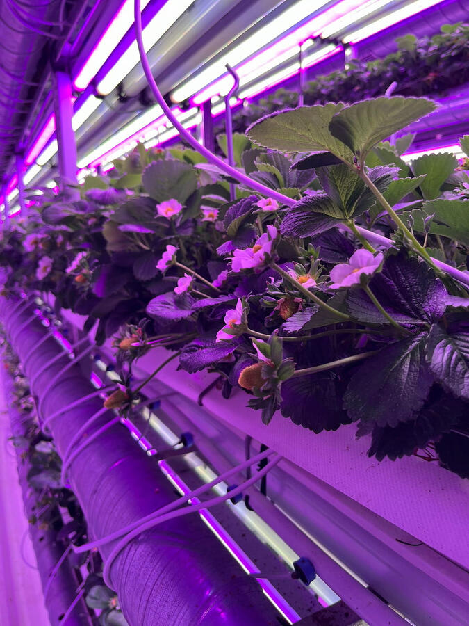 HVAC climate control system for Fragaria vertical farm in Bengaluru, India